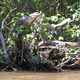 Illustration for article titled Yikes! Crocodiles can climb trees